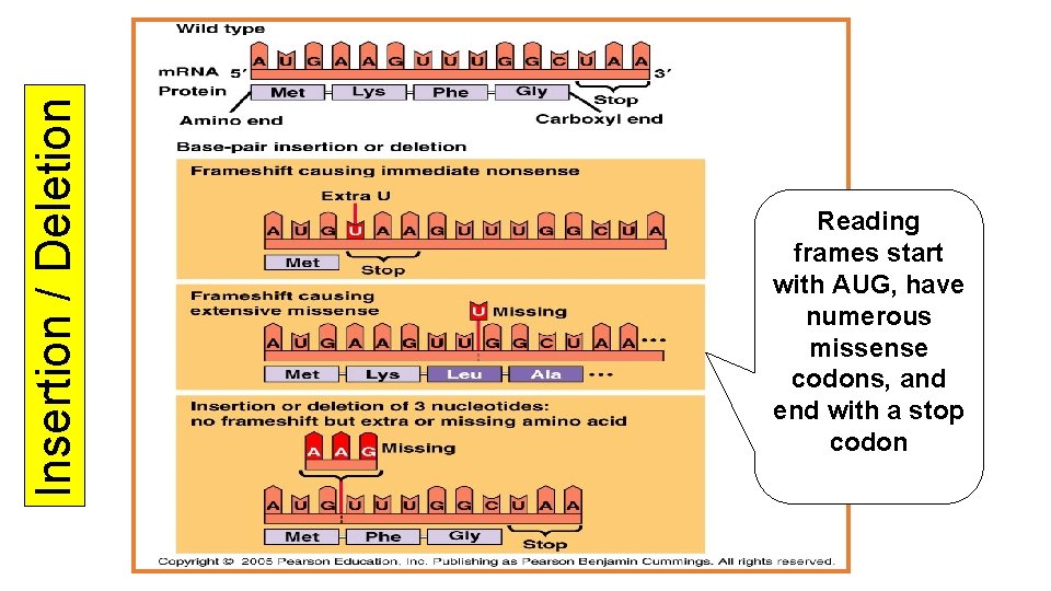 Insertion / Deletion Reading frames start with AUG, have numerous missense codons, and end