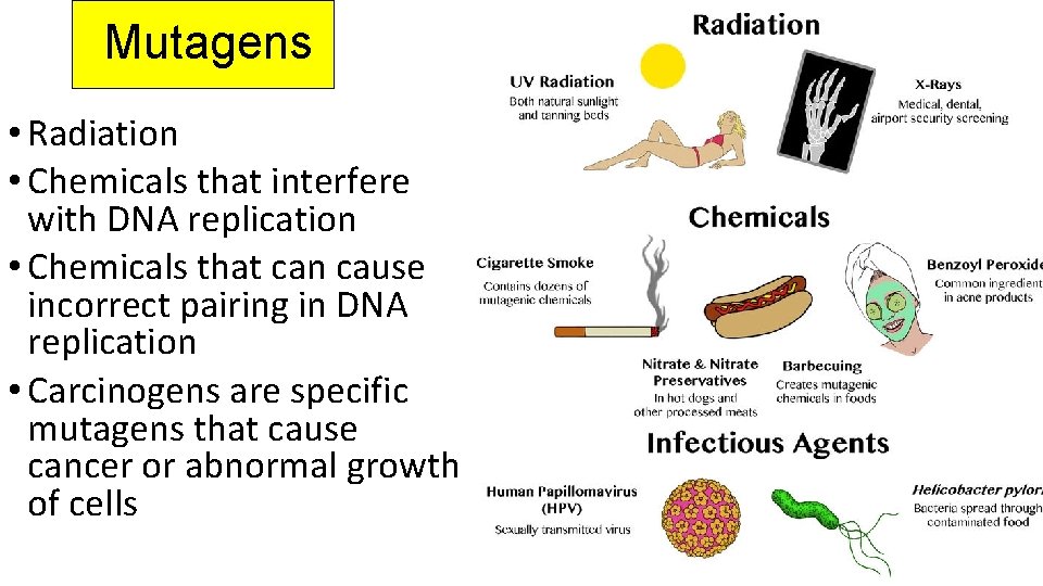 Mutagens • Radiation • Chemicals that interfere with DNA replication • Chemicals that can