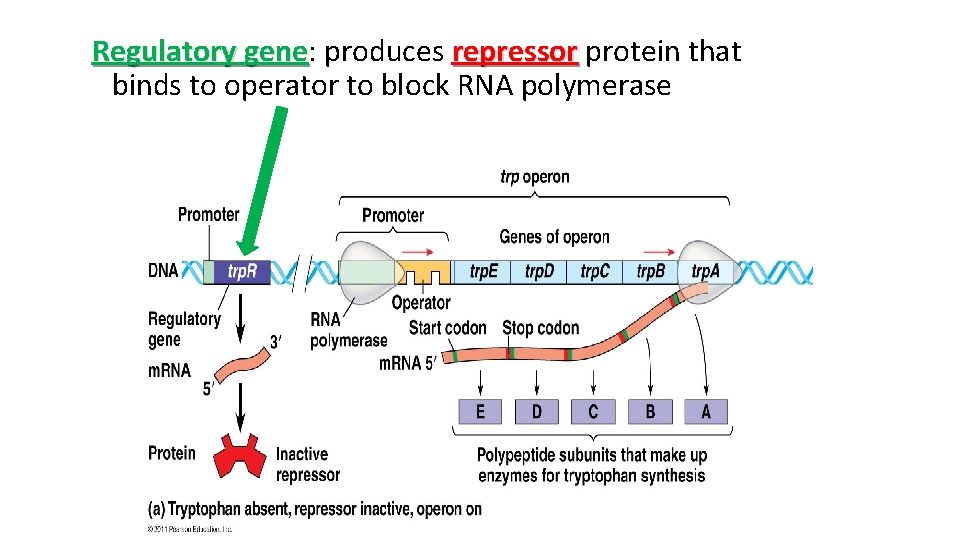 Regulatory gene: gene produces repressor protein that binds to operator to block RNA polymerase