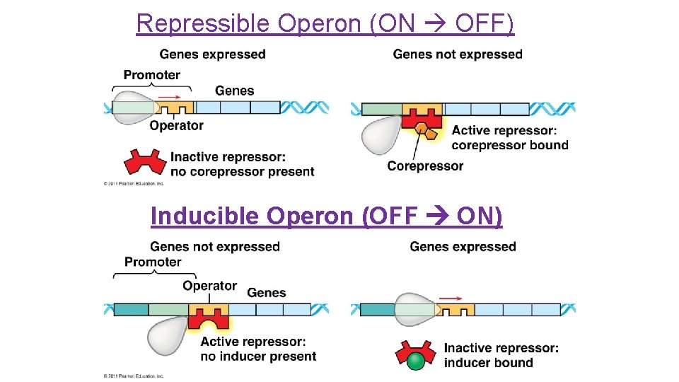 Repressible Operon (ON OFF) Inducible Operon (OFF ON) 