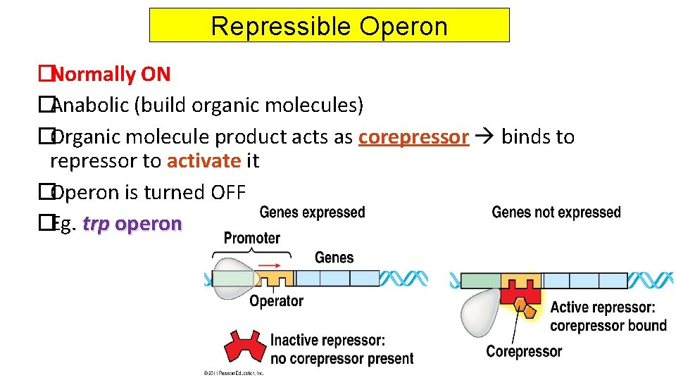 Repressible Operon �Normally ON �Anabolic (build organic molecules) �Organic molecule product acts as corepressor