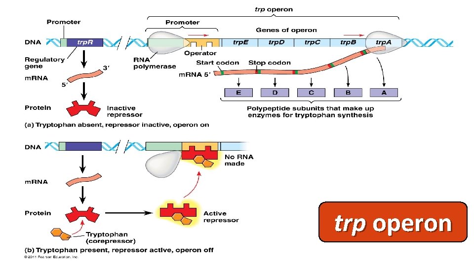 trp operon 