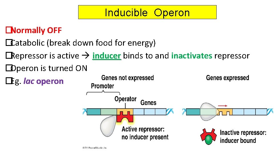 Inducible Operon �Normally OFF �Catabolic (break down food for energy) �Repressor is active inducer