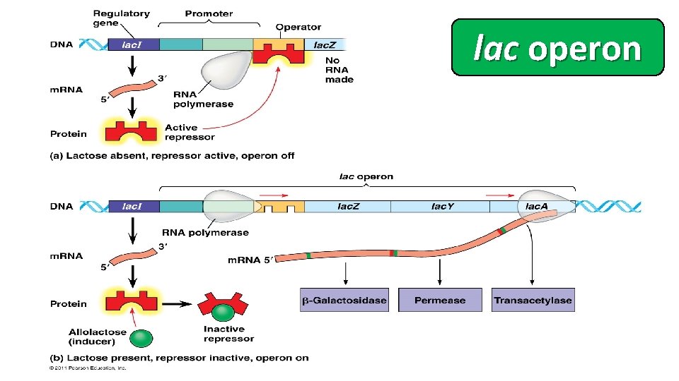 lac operon 