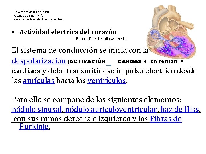 Universidad de la República Facultad de Enfermería Cátedra de Salud del Adulto y Anciano