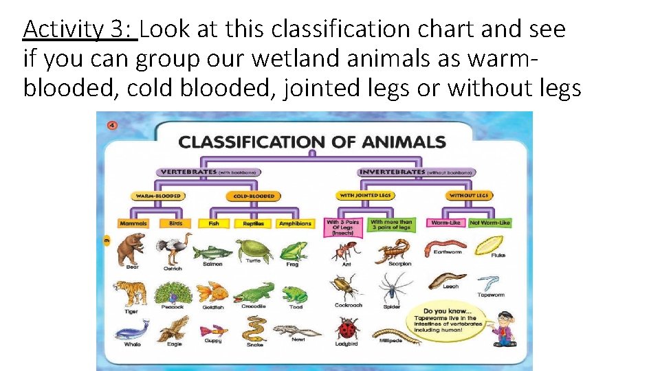 Activity 3: Look at this classification chart and see if you can group our