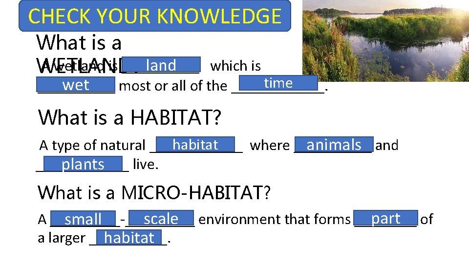 CHECK YOUR KNOWLEDGE What is a land A wetland is _____ WETLAND? which is