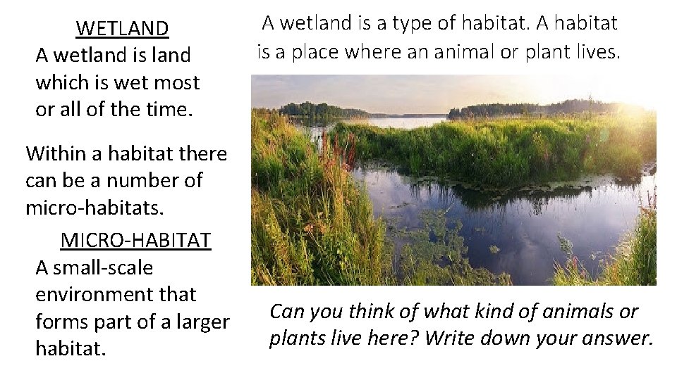 WETLAND A wetland is land which is wet most or all of the time.