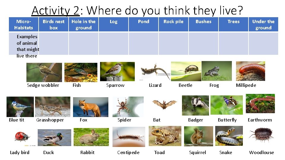 Activity 2: Where do you think they live? Micro. Habitats Birds nest box Hole