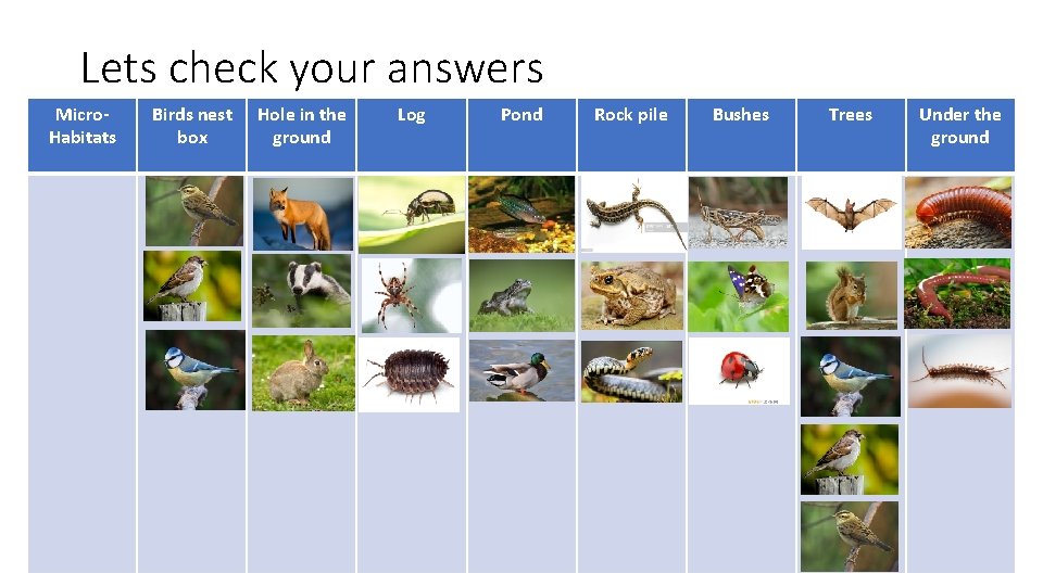 Lets check your answers Micro. Habitats Birds nest box Hole in the ground Log