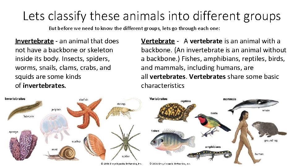 Lets classify these animals into different groups But before we need to know the