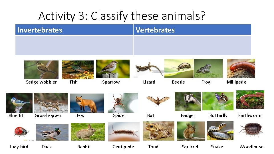 Activity 3: Classify these animals? Invertebrates Sedge wobbler Blue tit Lady bird Grasshopper Duck