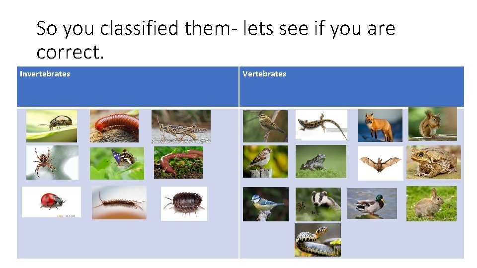 So you classified them- lets see if you are correct. Invertebrates Vertebrates 