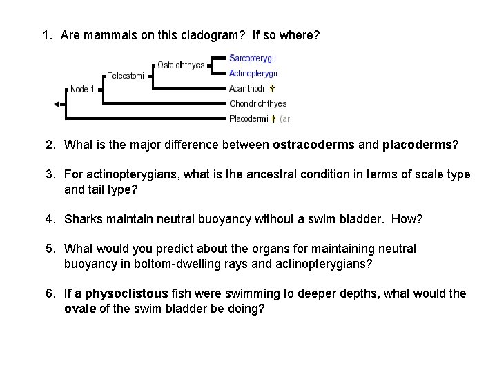 1. Are mammals on this cladogram? If so where? 2. What is the major