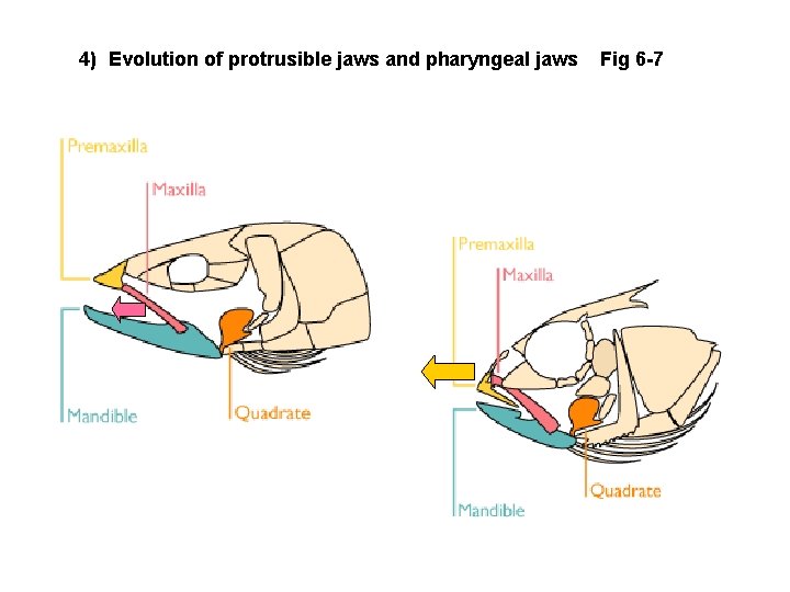 4) Evolution of protrusible jaws and pharyngeal jaws Fig 6 -7 