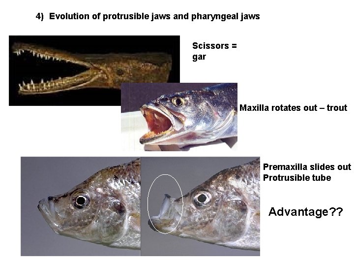 4) Evolution of protrusible jaws and pharyngeal jaws Scissors = gar Maxilla rotates out