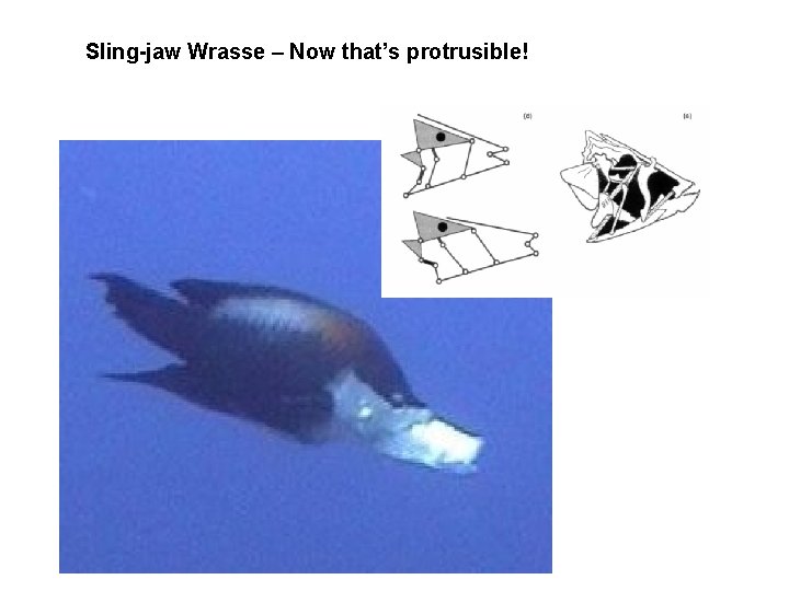 Sling-jaw Wrasse – Now that’s protrusible! 