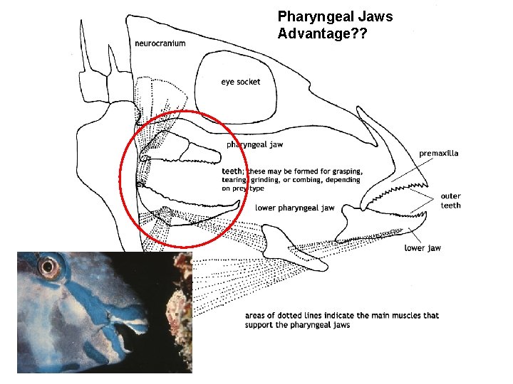 Pharyngeal Jaws Advantage? ? 