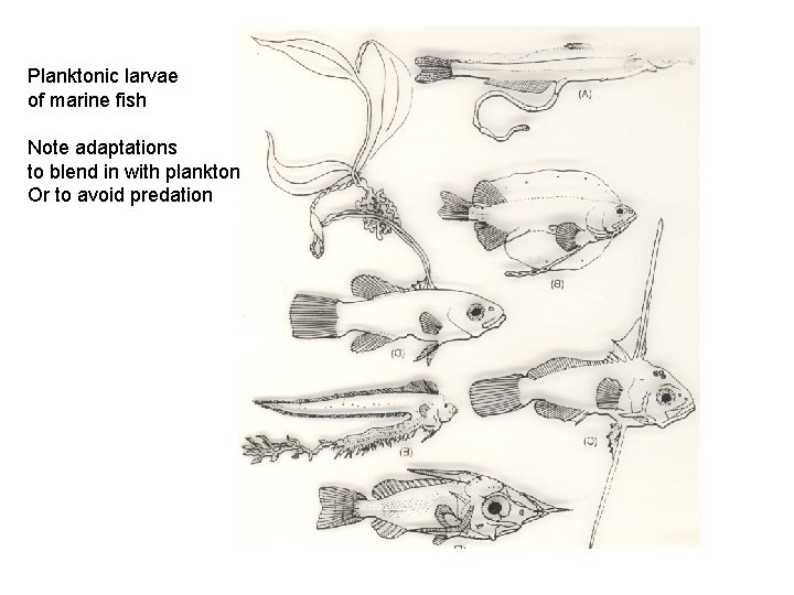 Planktonic larvae of marine fish Note adaptations to blend in with plankton Or to