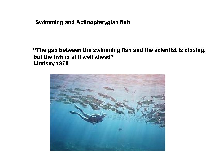 Swimming and Actinopterygian fish “The gap between the swimming fish and the scientist is