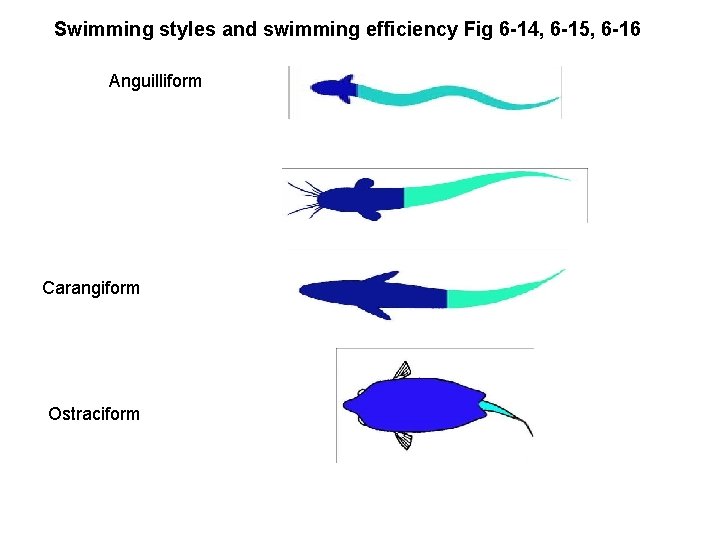 Swimming styles and swimming efficiency Fig 6 -14, 6 -15, 6 -16 Anguilliform Carangiform