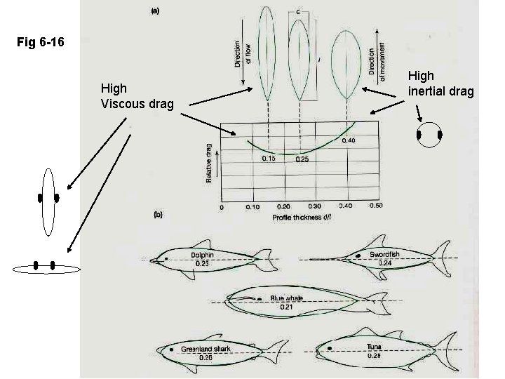 Fig 6 -16 High Viscous drag High inertial drag 