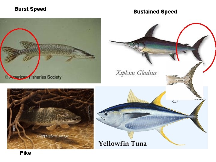 Burst Speed Pike Sustained Speed 