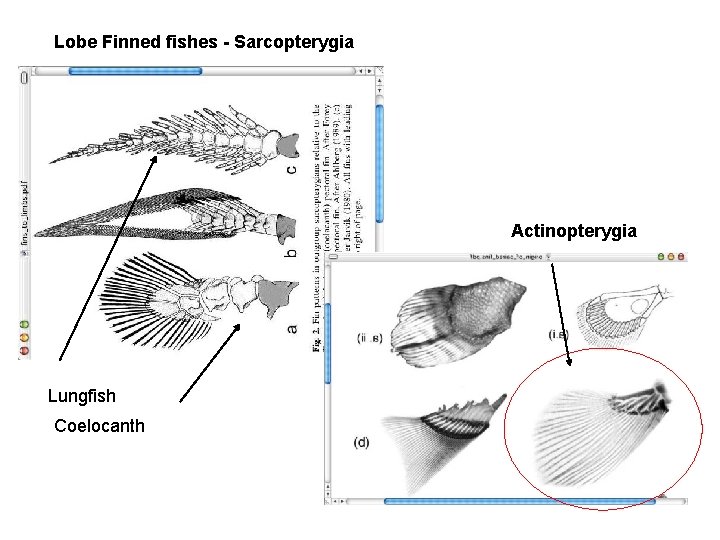Lobe Finned fishes - Sarcopterygia Actinopterygia Lungfish Coelocanth 
