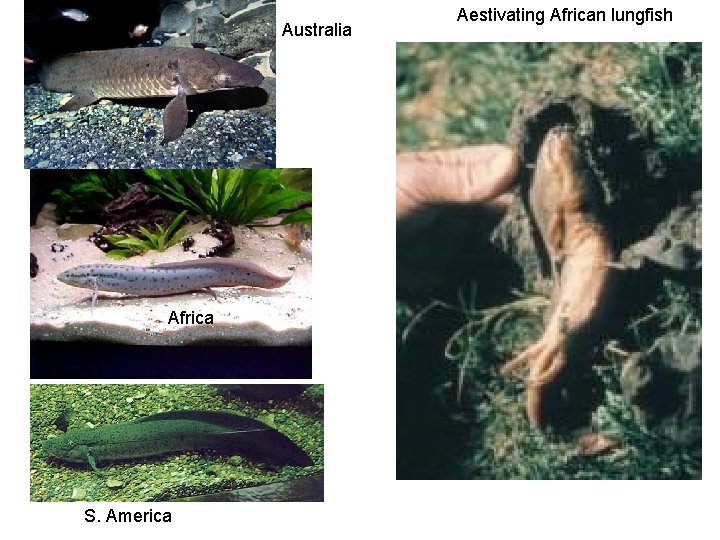 Australia Africa S. America Aestivating African lungfish 
