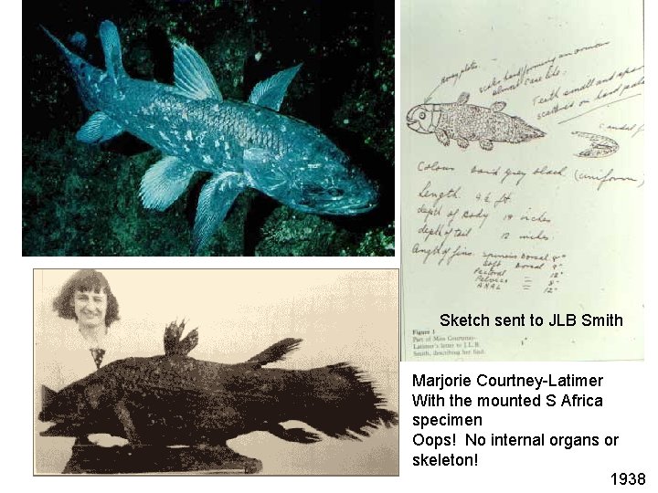 Sketch sent to JLB Smith Marjorie Courtney-Latimer With the mounted S Africa specimen Oops!