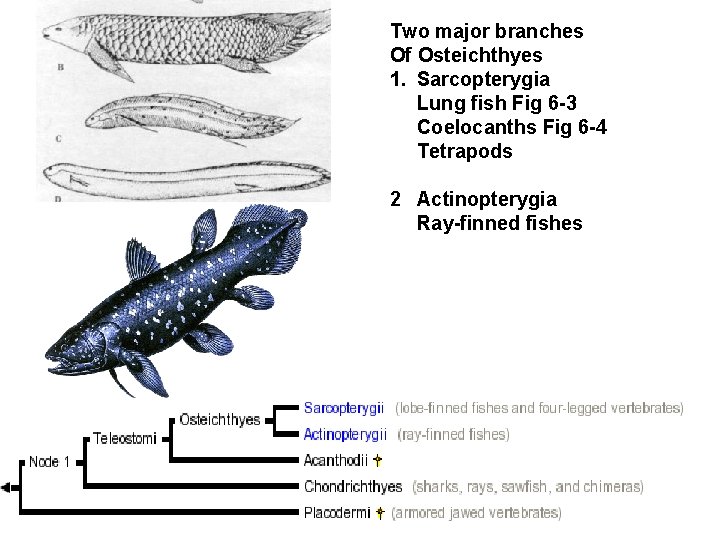 Two major branches Of Osteichthyes 1. Sarcopterygia Lung fish Fig 6 -3 Coelocanths Fig