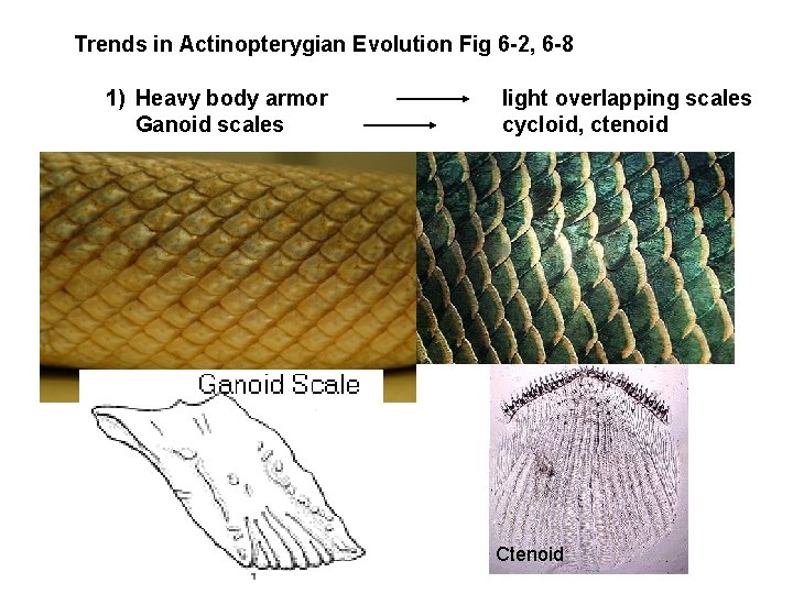 Trends in Actinopterygian Evolution Fig 6 -2, 6 -8 1) Heavy body armor Ganoid