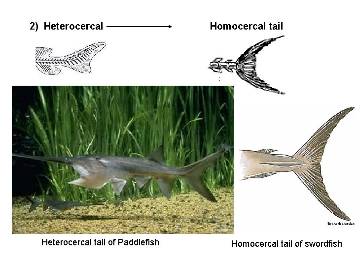 2) Heterocercal tail of Paddlefish Homocercal tail of swordfish 