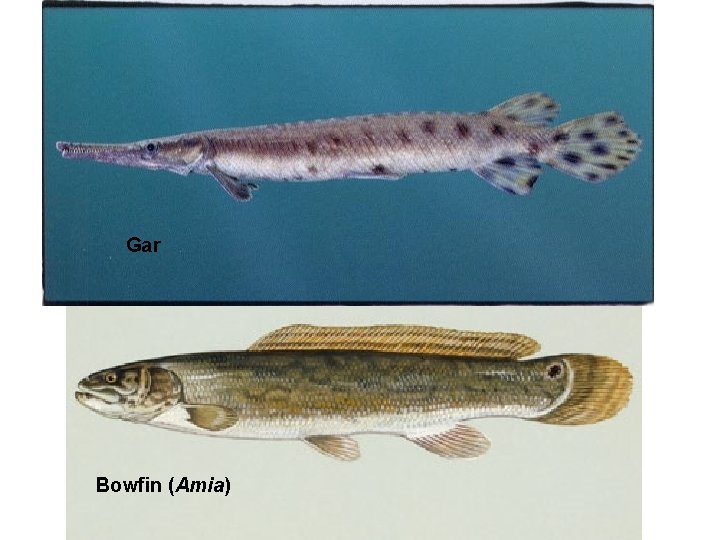 Gar Bowfin (Amia) 