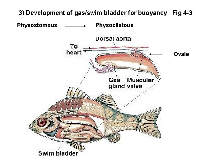 3) Development of gas/swim bladder for buoyancy Fig 4 -3 Physostomous Physoclistous Ovale 