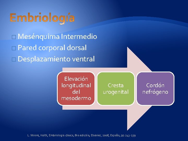 � Mesénquima Intermedio � Pared corporal dorsal � Desplazamiento ventral Elevación longitudinal del mesodermo