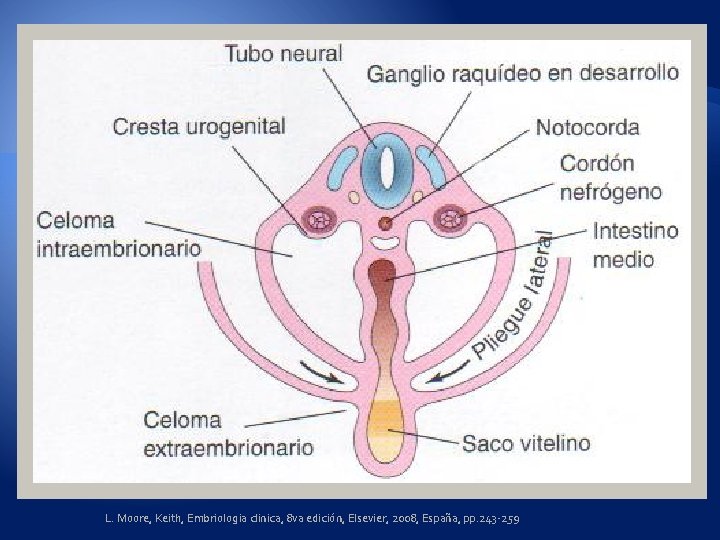 L. Moore, Keith, Embriologia clinica, 8 va edición, Elsevier, 2008, España, pp. 243 -259