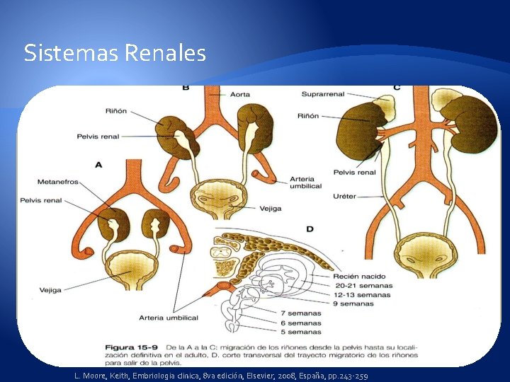 Sistemas Renales � Pronefros = Rudimentario en la cloaca 4 ta SDG desemboca �