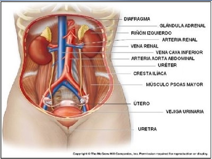 Anatomía 