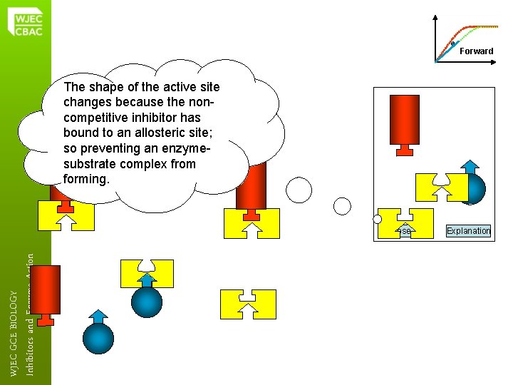 Forward The shape of the active site changes because the noncompetitive inhibitor has bound