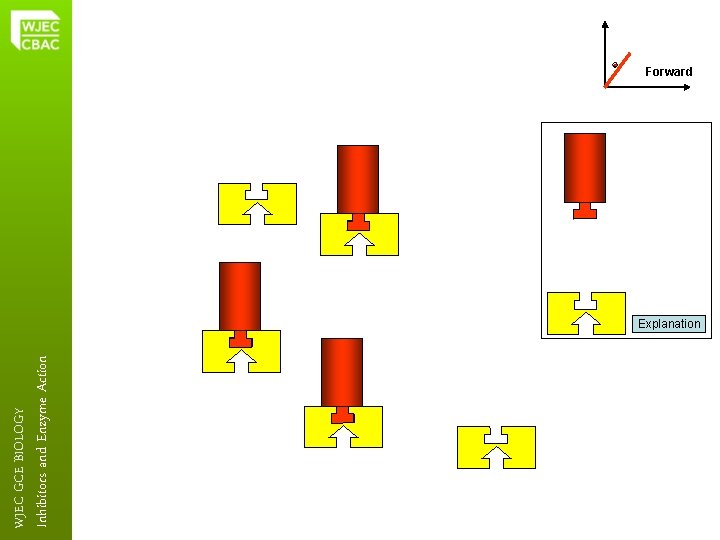 Inhibitors and Enzyme Action WJEC GCE BIOLOGY Forward Explanation 