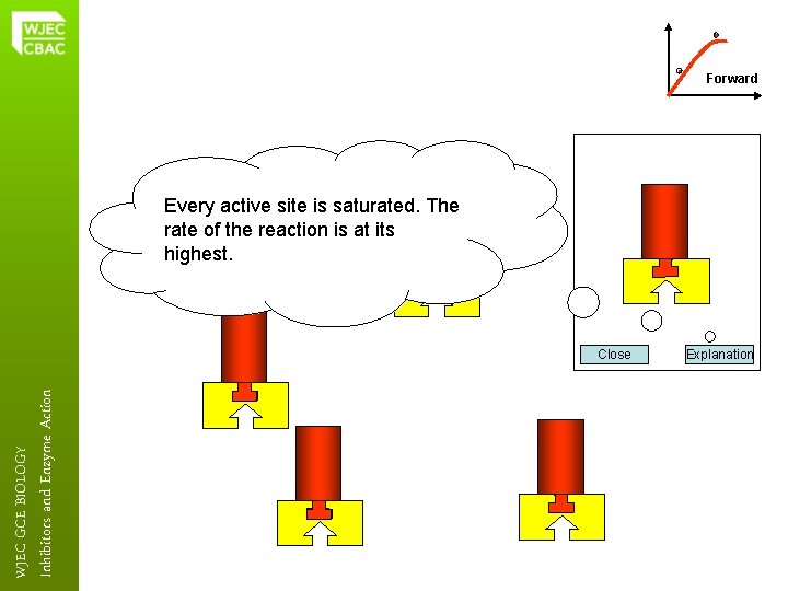 Forward Every active site is saturated. The rate of the reaction is at its