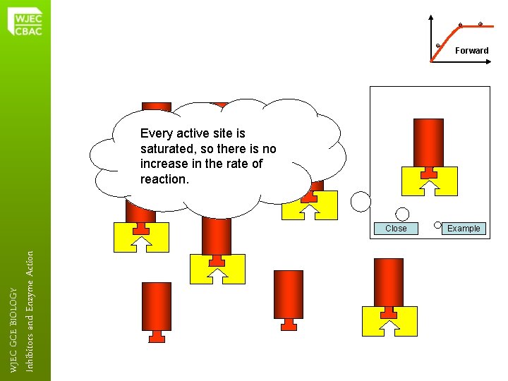Forward Every active site is saturated, so there is no increase in the rate