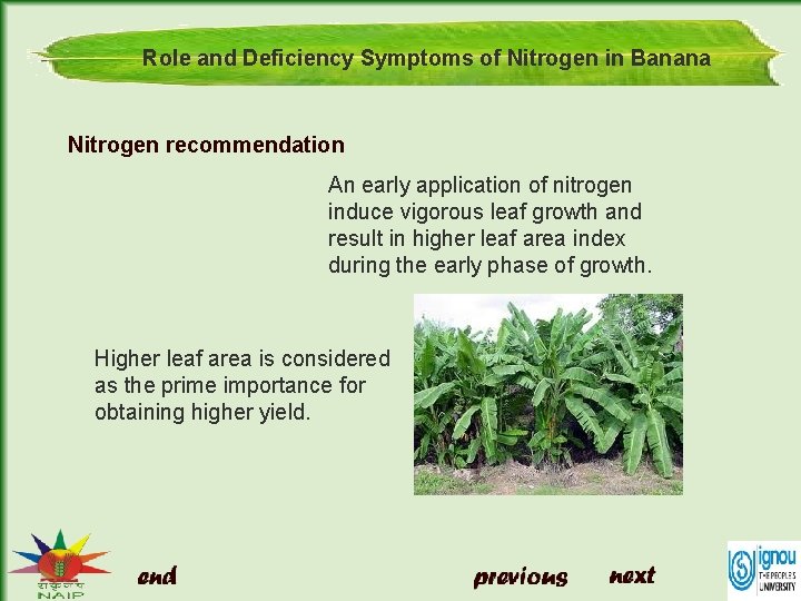 Role and Deficiency Symptoms of Nitrogen in Banana Nitrogen recommendation An early application of