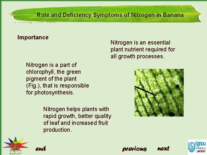 Role and Deficiency Symptoms of Nitrogen in Banana Importance Nitrogen is an essential plant