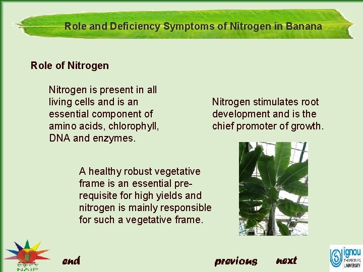 Role and Deficiency Symptoms of Nitrogen in Banana Role of Nitrogen is present in