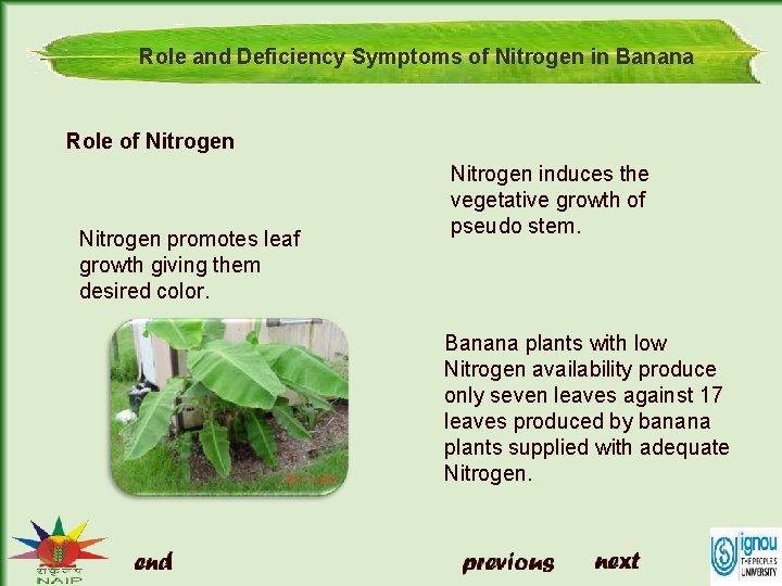 Role and Deficiency Symptoms of Nitrogen in Banana Role of Nitrogen promotes leaf growth