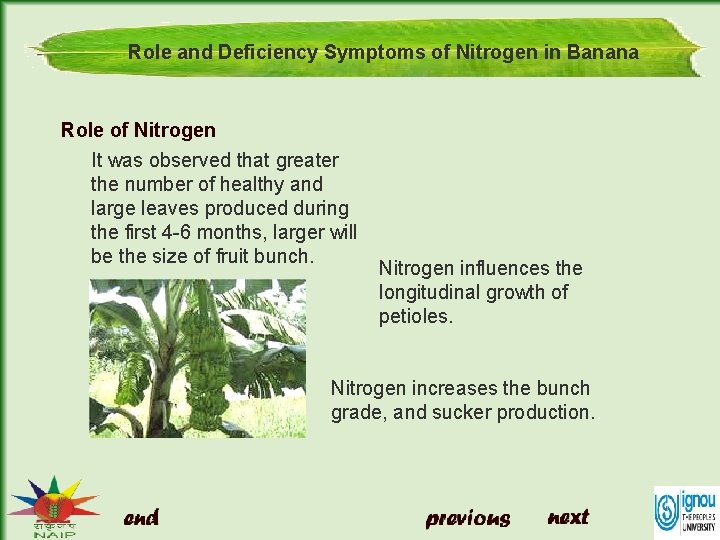 Role and Deficiency Symptoms of Nitrogen in Banana Role of Nitrogen It was observed