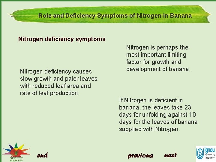 Role and Deficiency Symptoms of Nitrogen in Banana Nitrogen deficiency symptoms Nitrogen deficiency causes