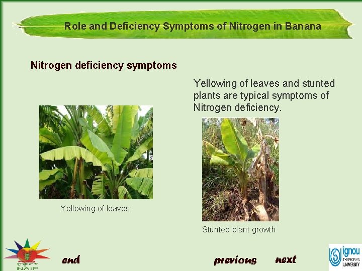 Role and Deficiency Symptoms of Nitrogen in Banana Nitrogen deficiency symptoms Yellowing of leaves